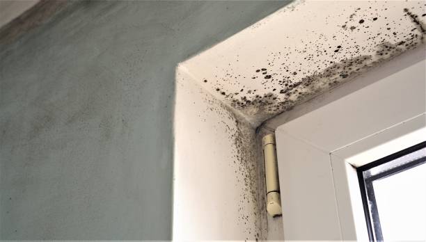 Best Dehumidification Services  in Waverly, IA
