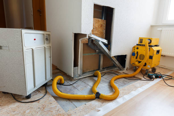 Best Black Mold Removal  in Waverly, IA