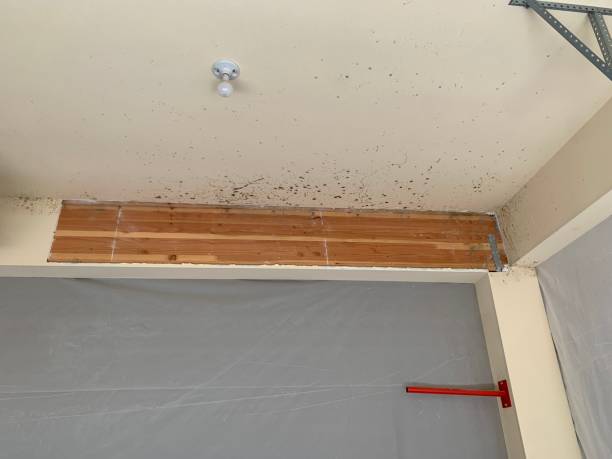 Waverly, IA Mold Removal Company